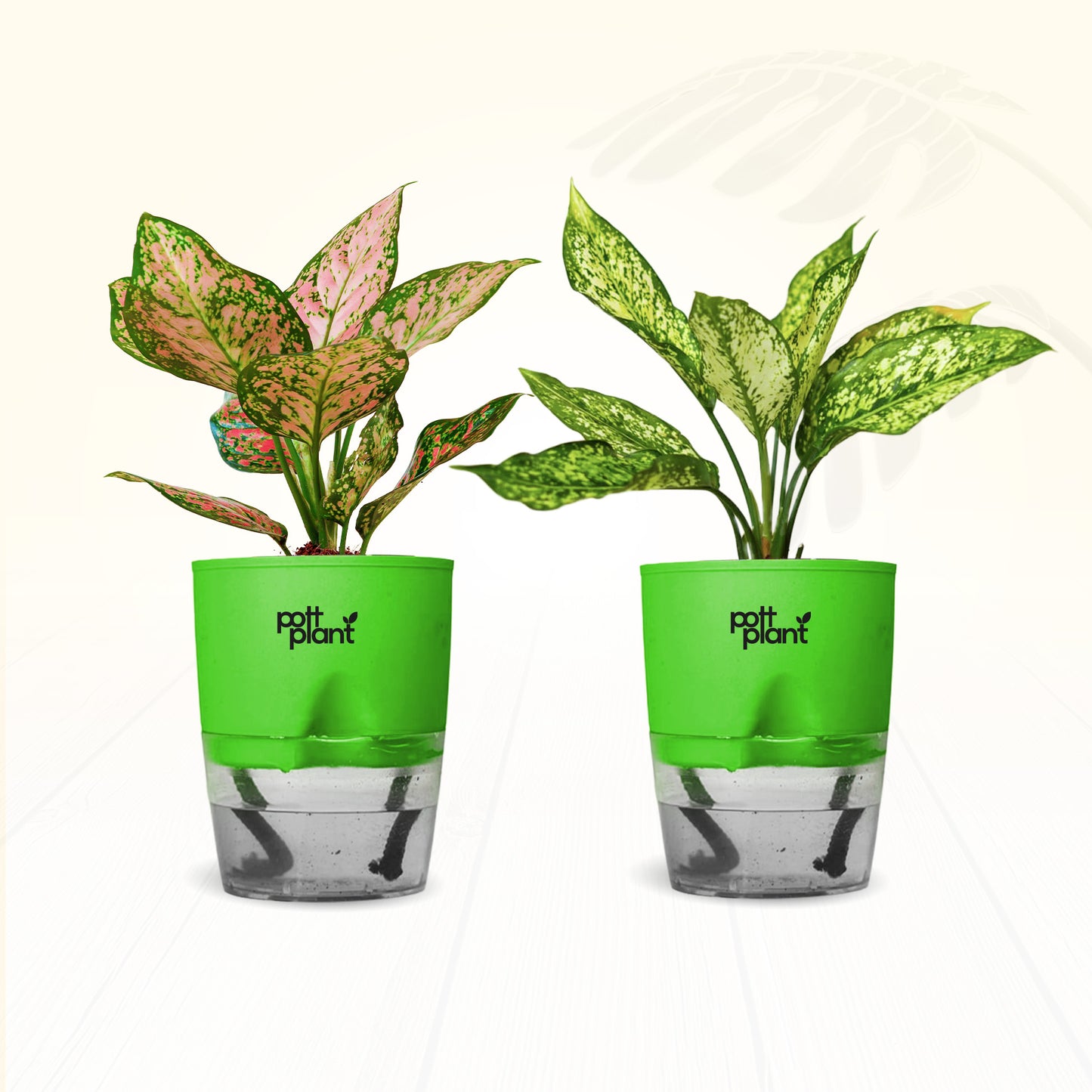 Red Valentine & Snow White Aglaonema Combo | Air Purifying Indoor Plants | Set of 2 Live Plants for Home & Office