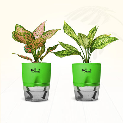 Red Valentine & Snow White Aglaonema Combo | Air Purifying Indoor Plants | Set of 2 Live Plants for Home & Office