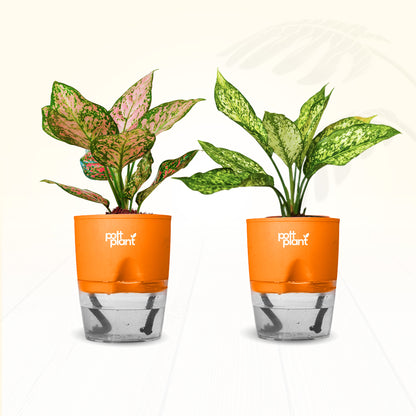 Red Valentine & Snow White Aglaonema Combo | Air Purifying Indoor Plants | Set of 2 Live Plants for Home & Office