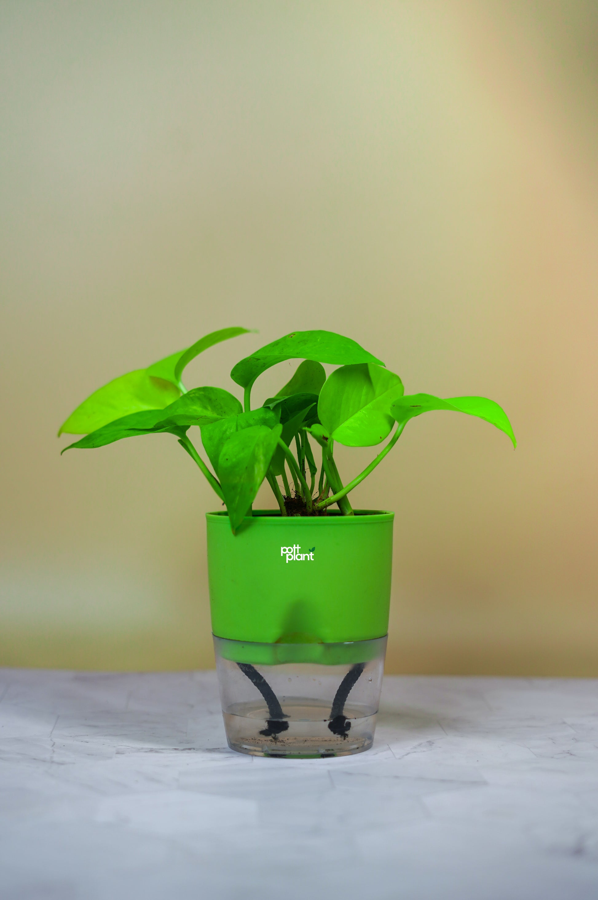 pot for money plant Money Plant With Self Watering Pot by PottPlant