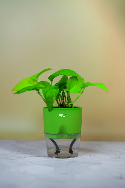 money plant water pot Money Plant With Self Watering Pot by PottPlant