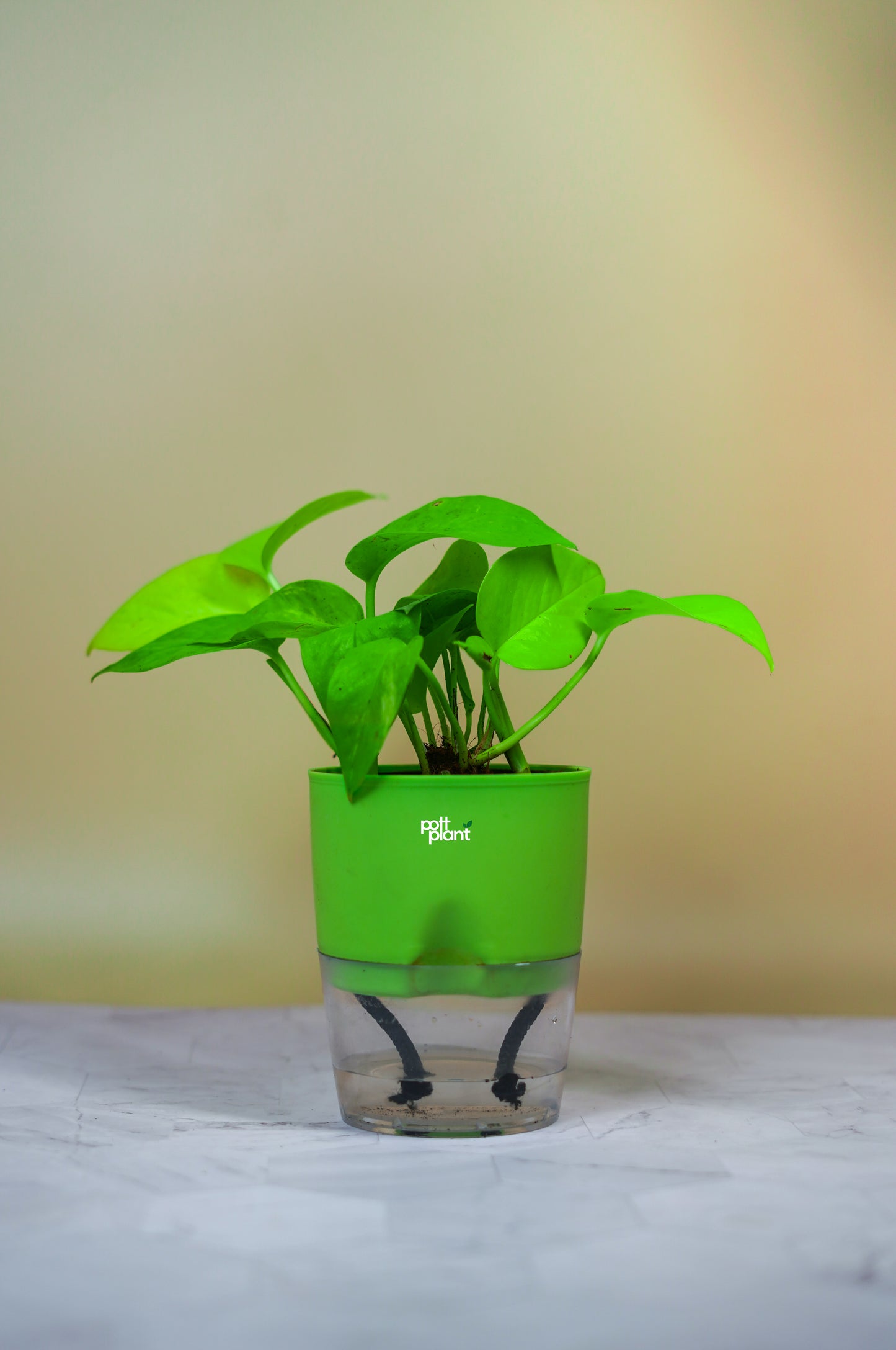 Money Plant With Self Watering Pot by PottPlant