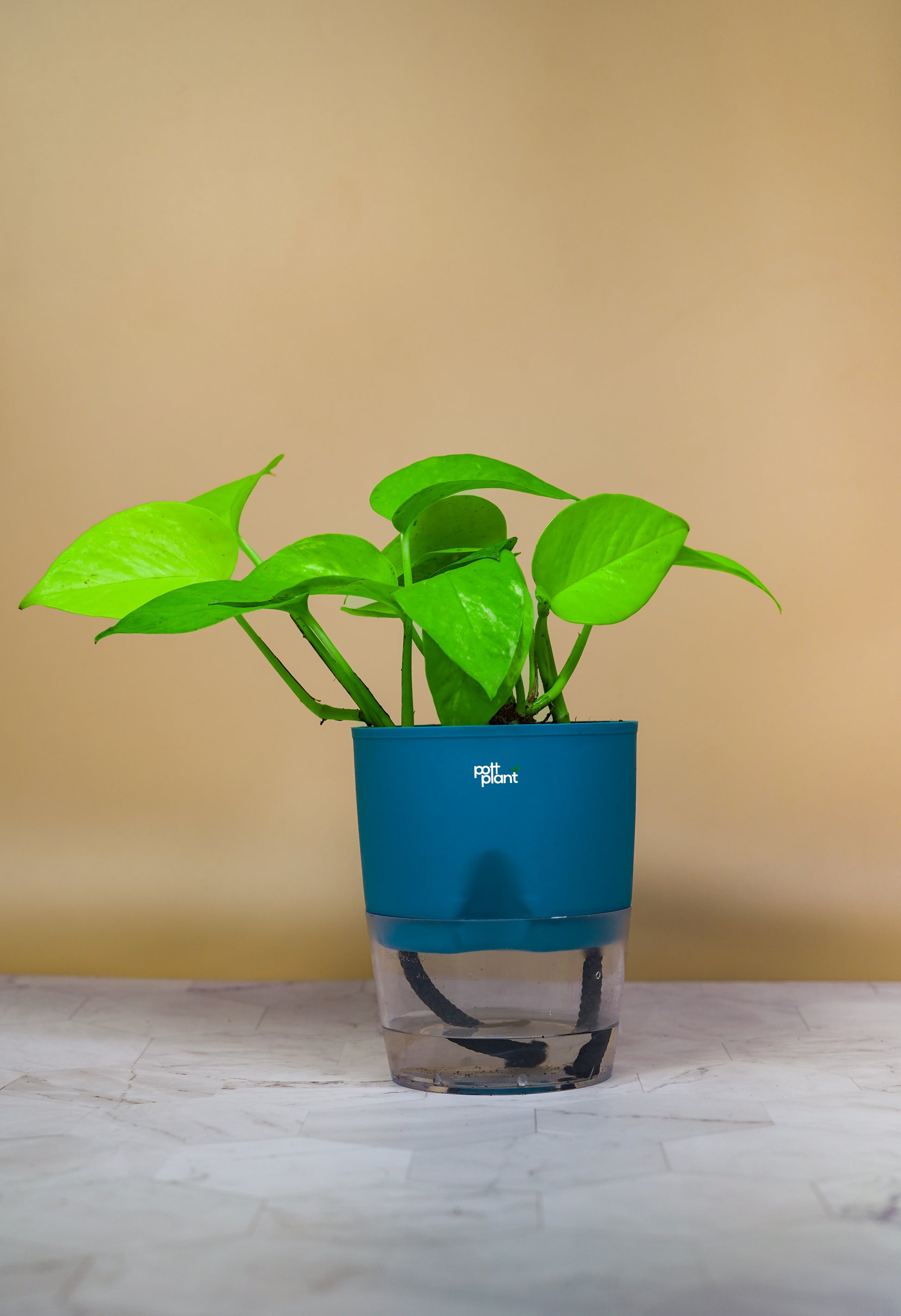 money plant in blue pot Money Plant With Self Watering Pot by PottPlant