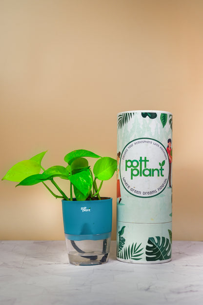 money plant water pot Money Plant With Self Watering Pot by PottPlant
