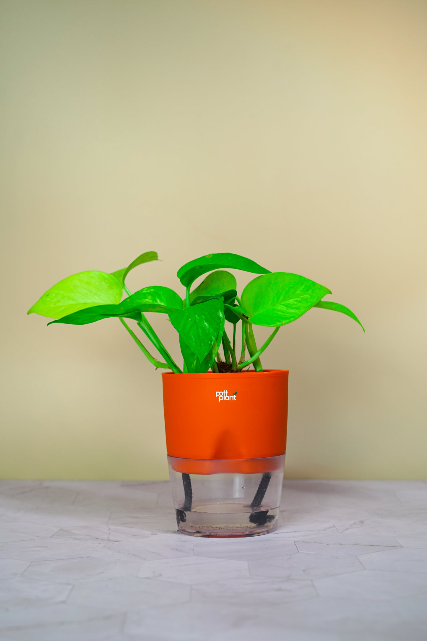 Money Plant With Self Watering Pot by PottPlant