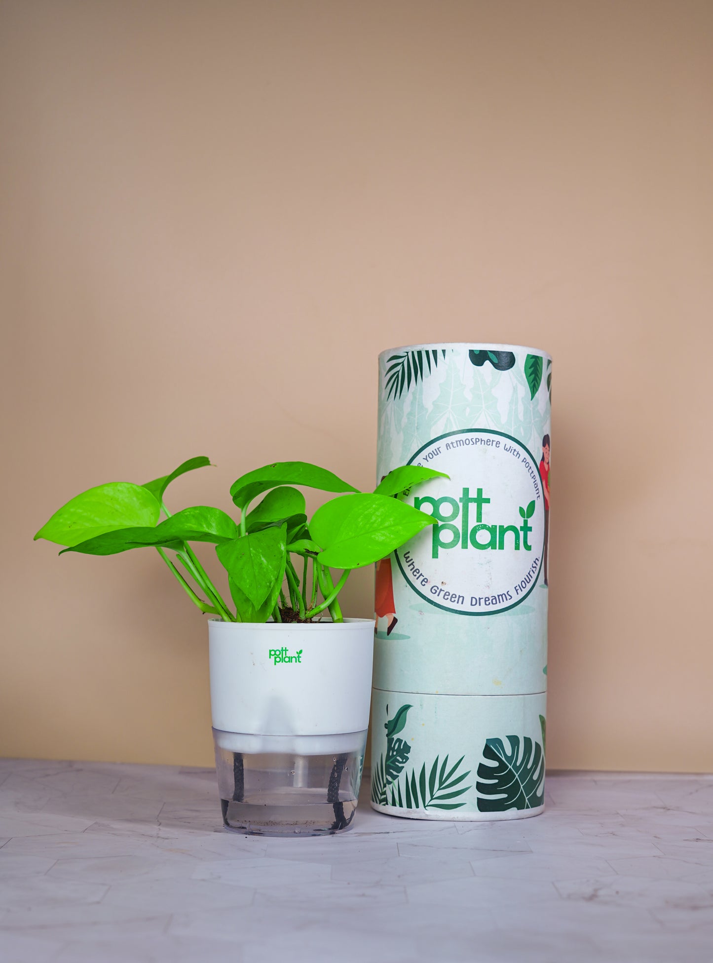 Money Plant With Self Watering Pot by PottPlant