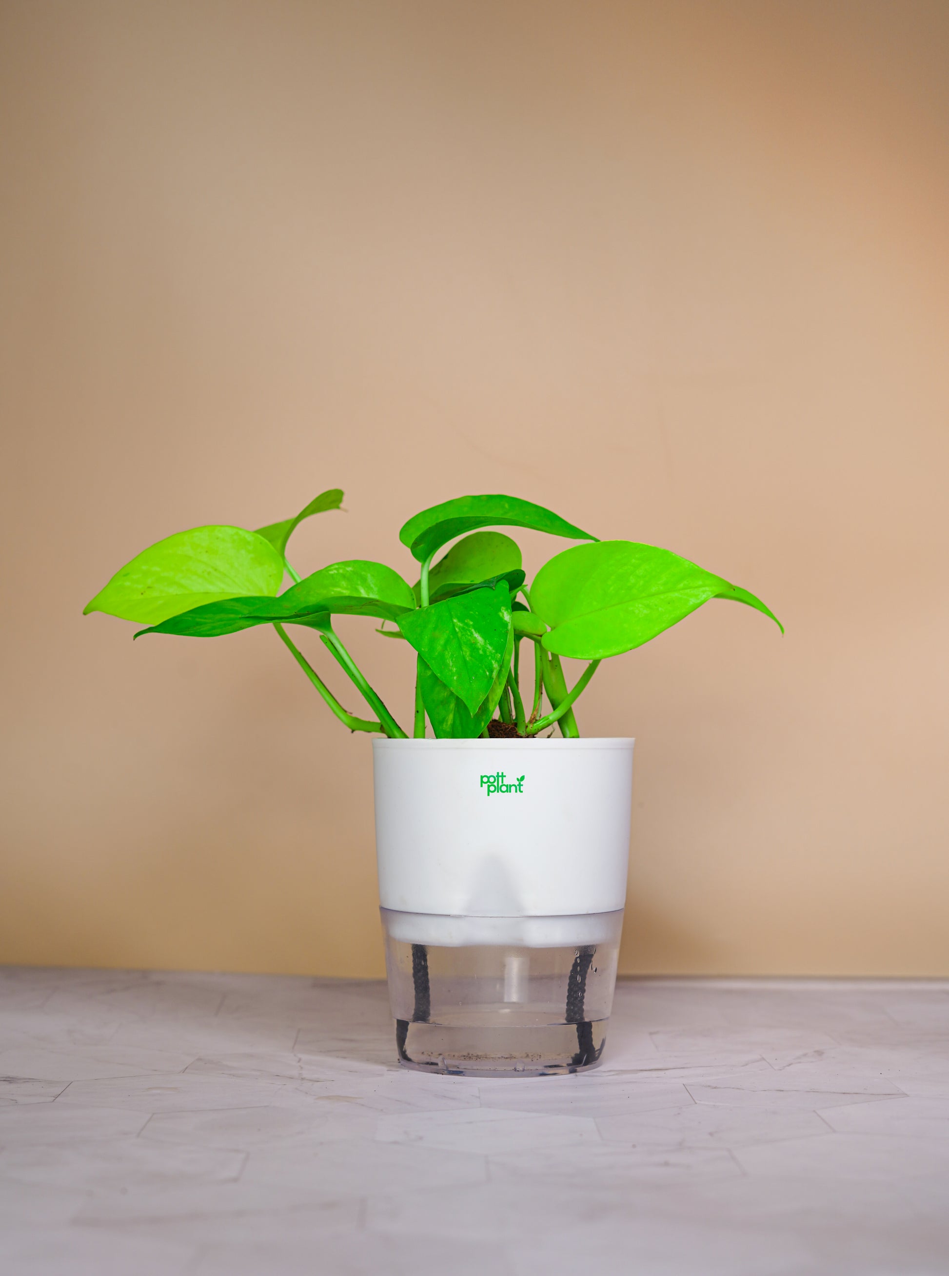 self watering pot for money tree Money Plant With Self Watering Pot by PottPlant
