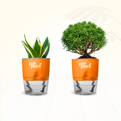 Table Kamini Plant Combo – Table Kamini & Snake Plant with Self Watering Pot | PottPlant