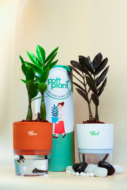 ZZ Green Plant With Self Watering Pot by PottPlant