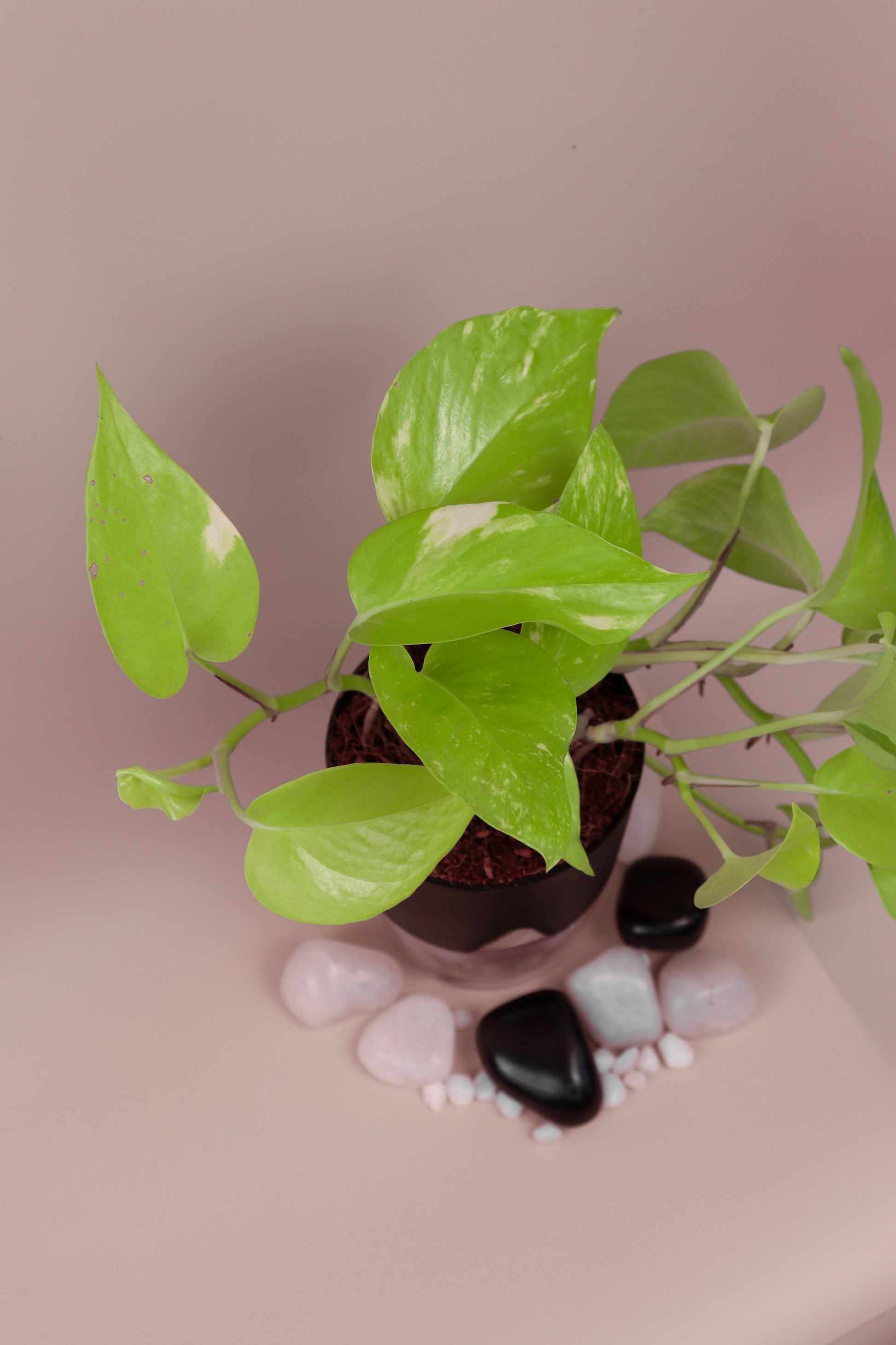 money plant watering schedule Money Plant With Self Watering Pot by PottPlant