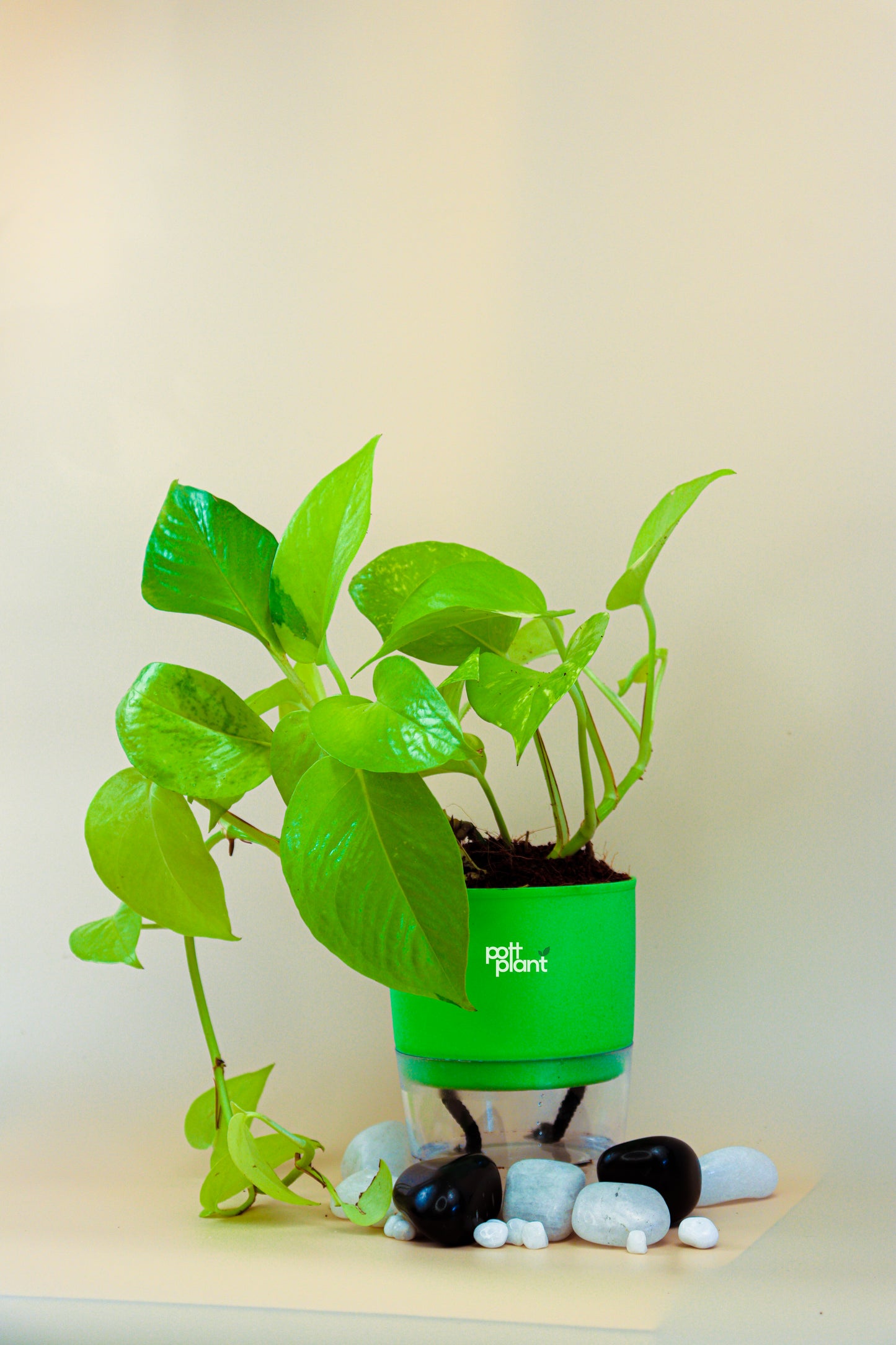 Money Plant With Self Watering Pot by PottPlant