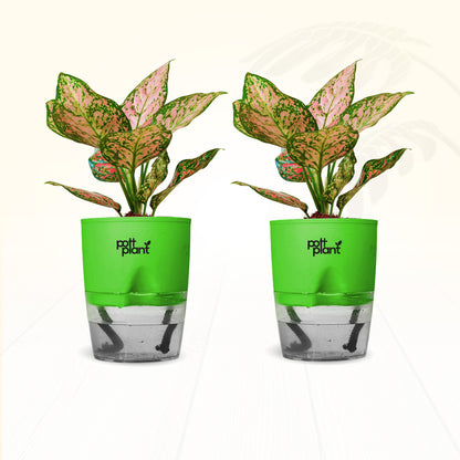 Red Valentine Aglaonema Plant – Combo of 2 | Air Purifying Indoor Plant | Low Maintenance | Gift for Home & Office