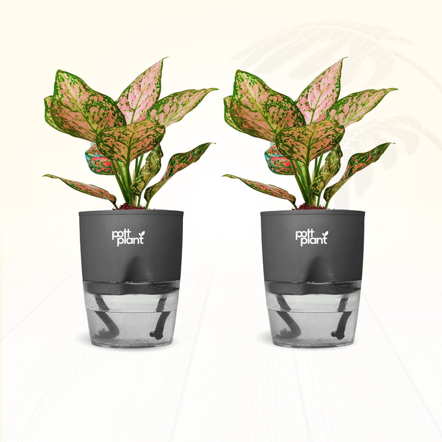 Red Valentine Aglaonema Plant – Combo of 2 | Air Purifying Indoor Plant | Low Maintenance | Gift for Home & Office