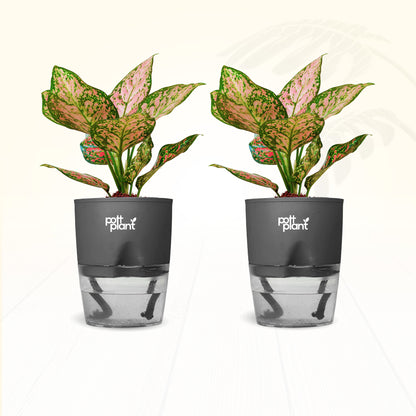 Red Valentine Aglaonema Plant – Combo of 2 | Air Purifying Indoor Plant | Low Maintenance | Gift for Home & Office