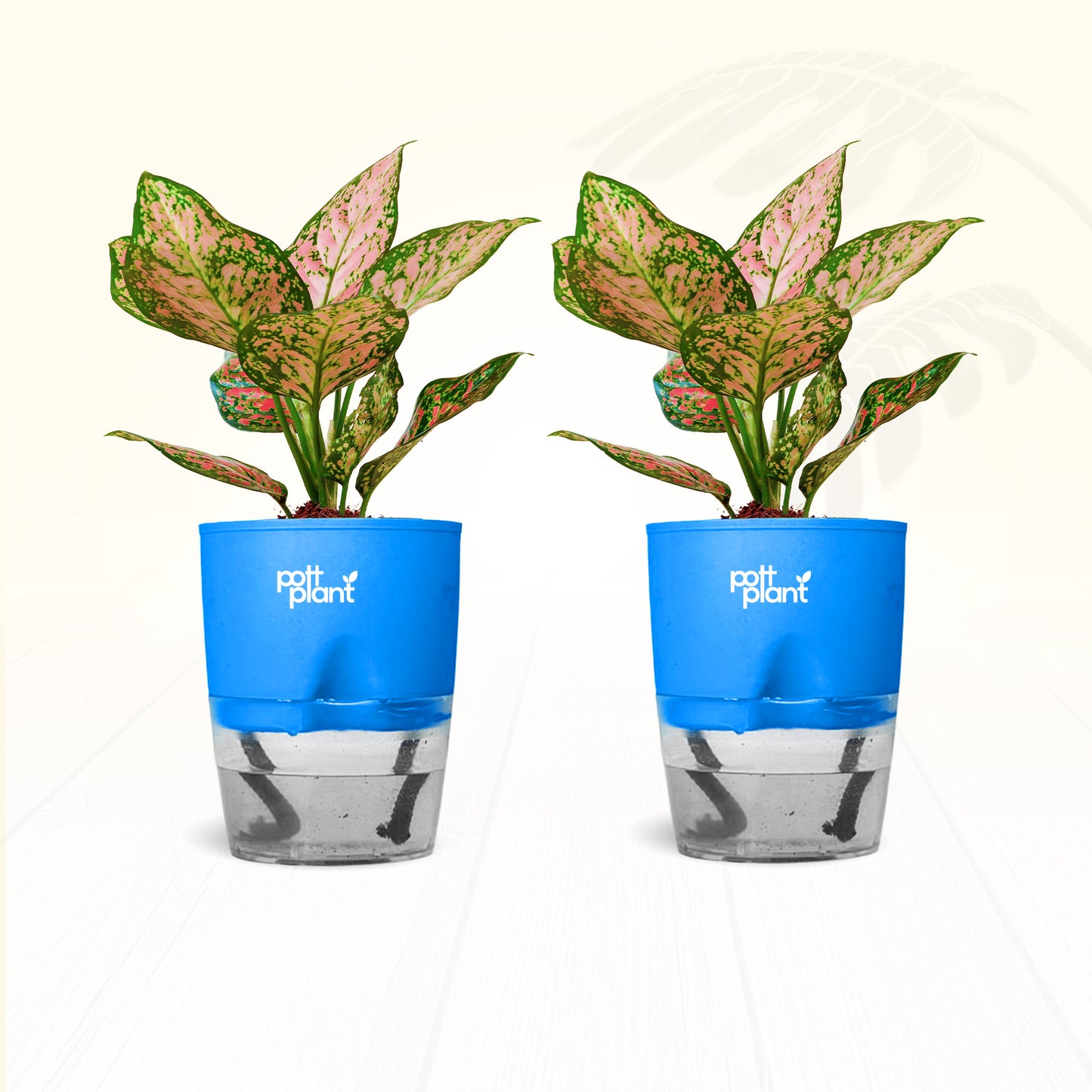 Red Valentine Aglaonema Plant – Combo of 2 | Air Purifying Indoor Plant | Low Maintenance | Gift for Home & Office