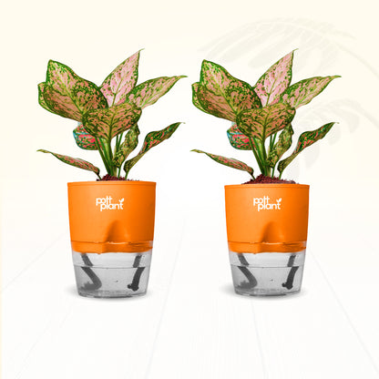 Red Valentine Aglaonema Plant – Combo of 2 | Air Purifying Indoor Plant | Low Maintenance | Gift for Home & Office