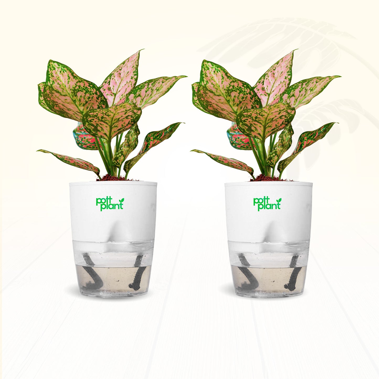 Red Valentine Aglaonema Plant – Combo of 2 | Air Purifying Indoor Plant | Low Maintenance | Gift for Home & Office