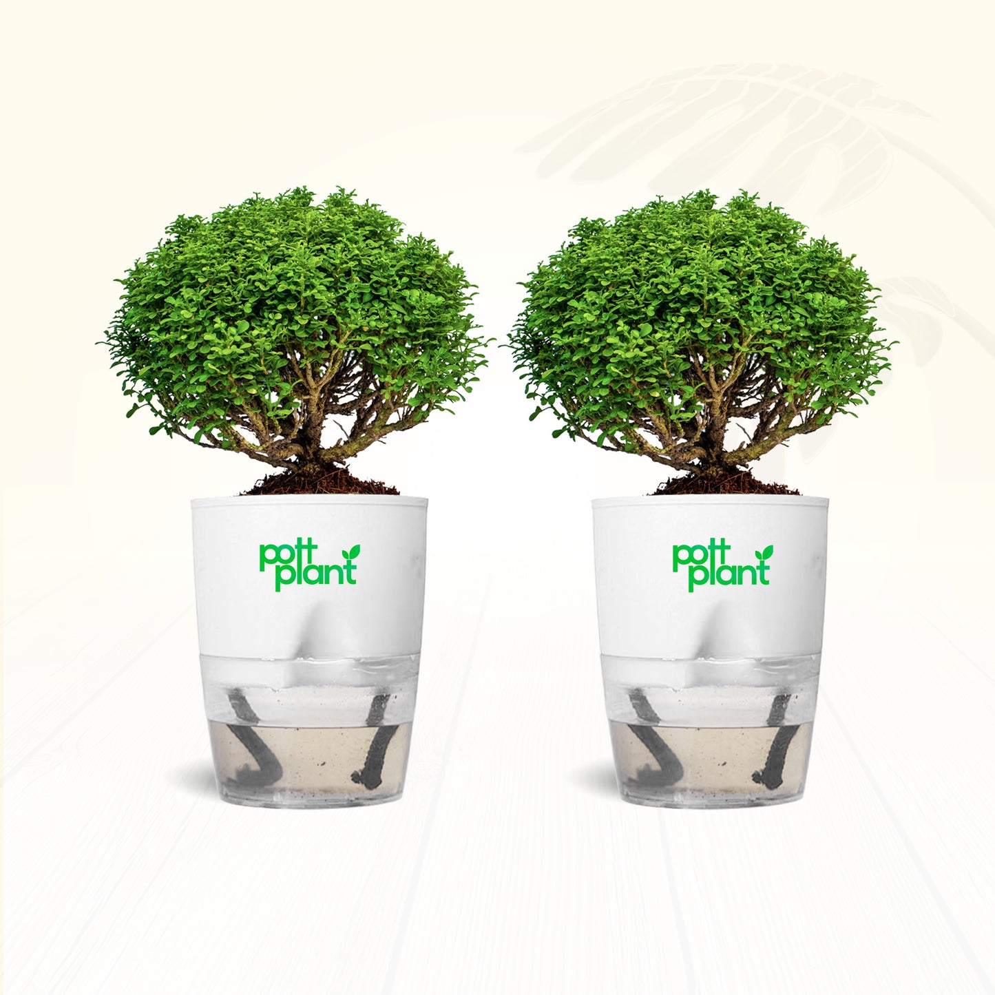 Table Kamini Plant Combo of 2 with Self Watering Pot – PottPlant