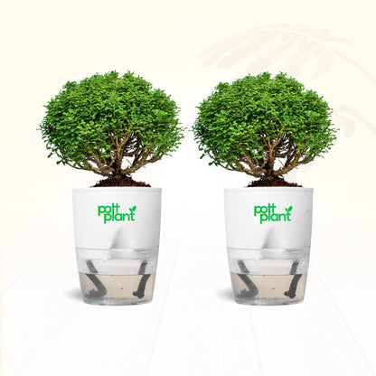 Table Kamini Plant Combo of 2 with Self Watering Pot – PottPlant