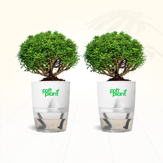 Table Kamini Plant Combo of 2 with Self Watering Pot – PottPlant
