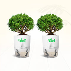 Table Kamini Plant Combo of 2 with Self Watering Pot – PottPlant