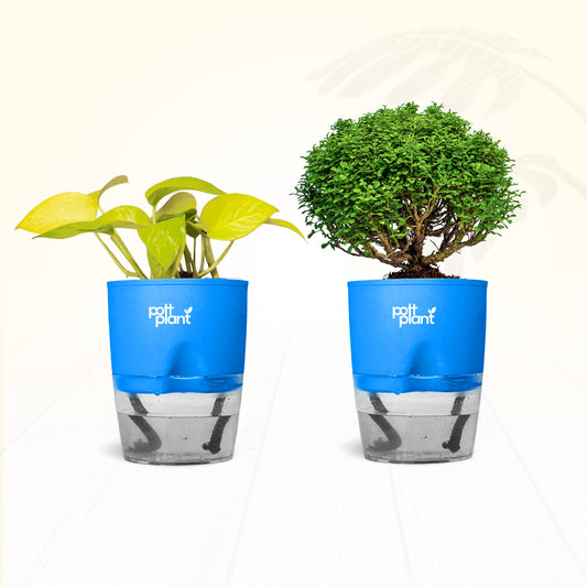 Table Kamini + Money Plant Combo | Air Purifying Indoor Plants for Office Desk & Home | Set of 2 Live Plants