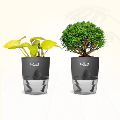 Table Kamini + Money Plant Combo | Air Purifying Indoor Plants for Office Desk & Home | Set of 2 Live Plants