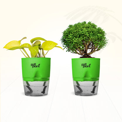 Table Kamini + Money Plant Combo | Air Purifying Indoor Plants for Office Desk & Home | Set of 2 Live Plants