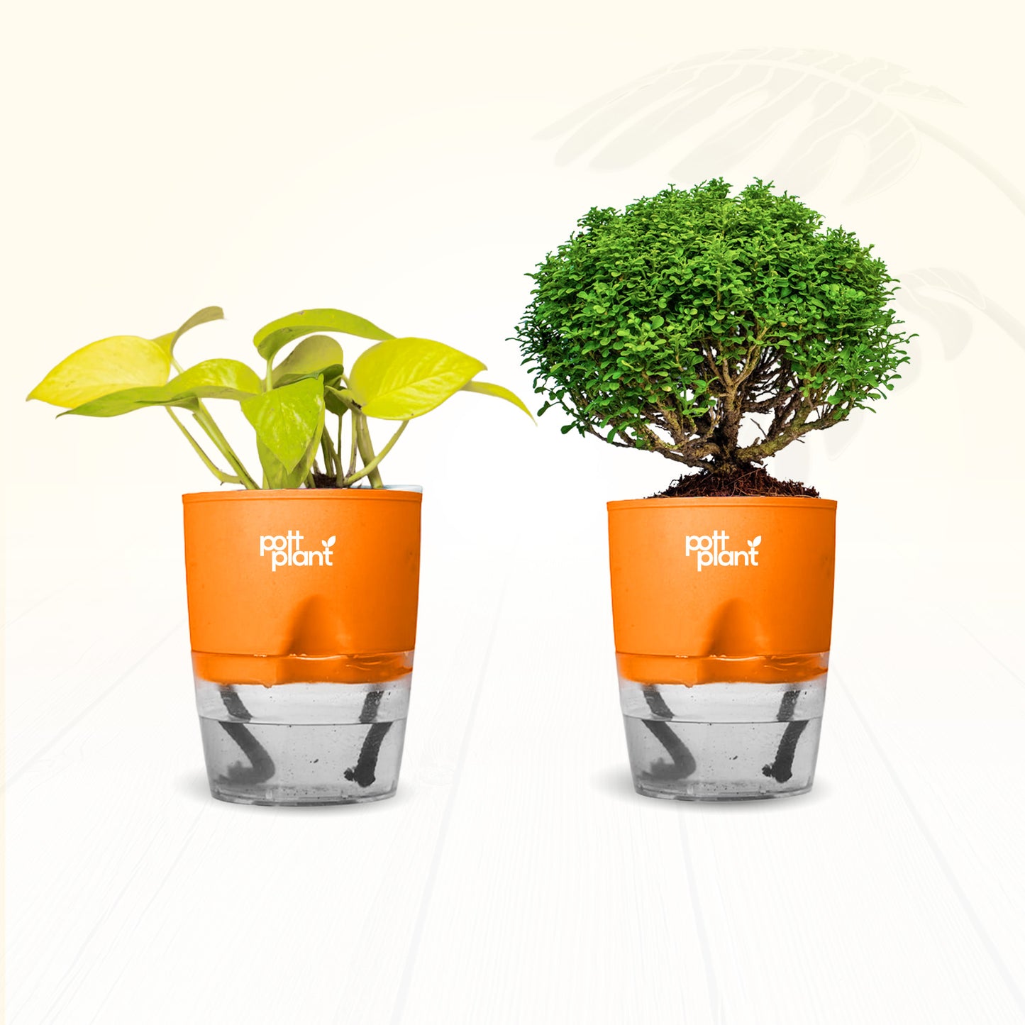 Table Kamini + Money Plant Combo | Air Purifying Indoor Plants for Office Desk & Home | Set of 2 Live Plants