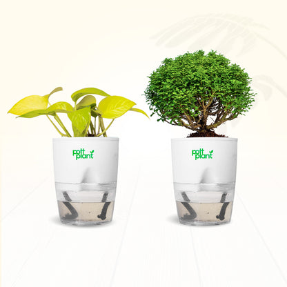 Table Kamini + Money Plant Combo | Air Purifying Indoor Plants for Office Desk & Home | Set of 2 Live Plants