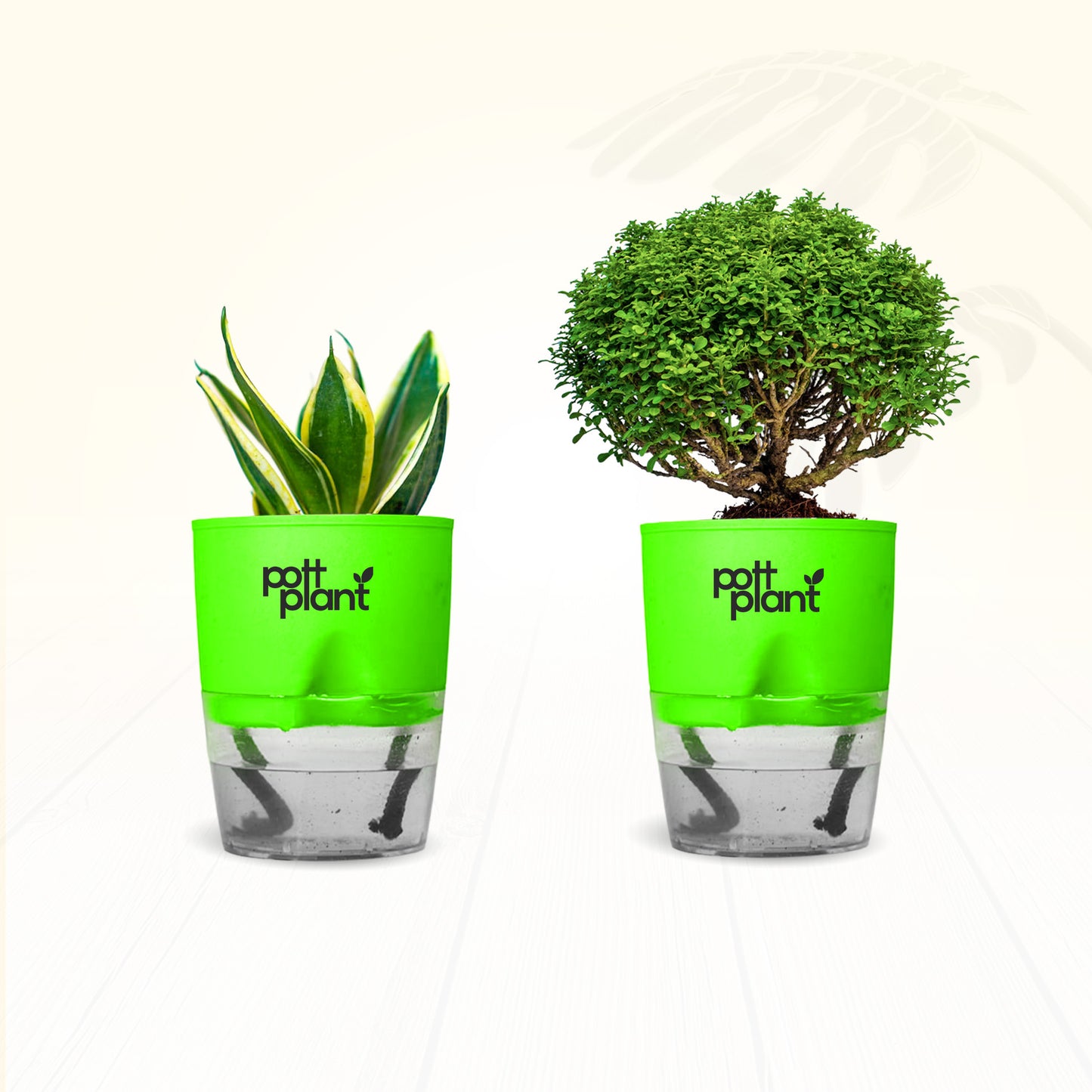 Table Kamini Plant Combo – Table Kamini & Snake Plant with Self Watering Pot | PottPlant
