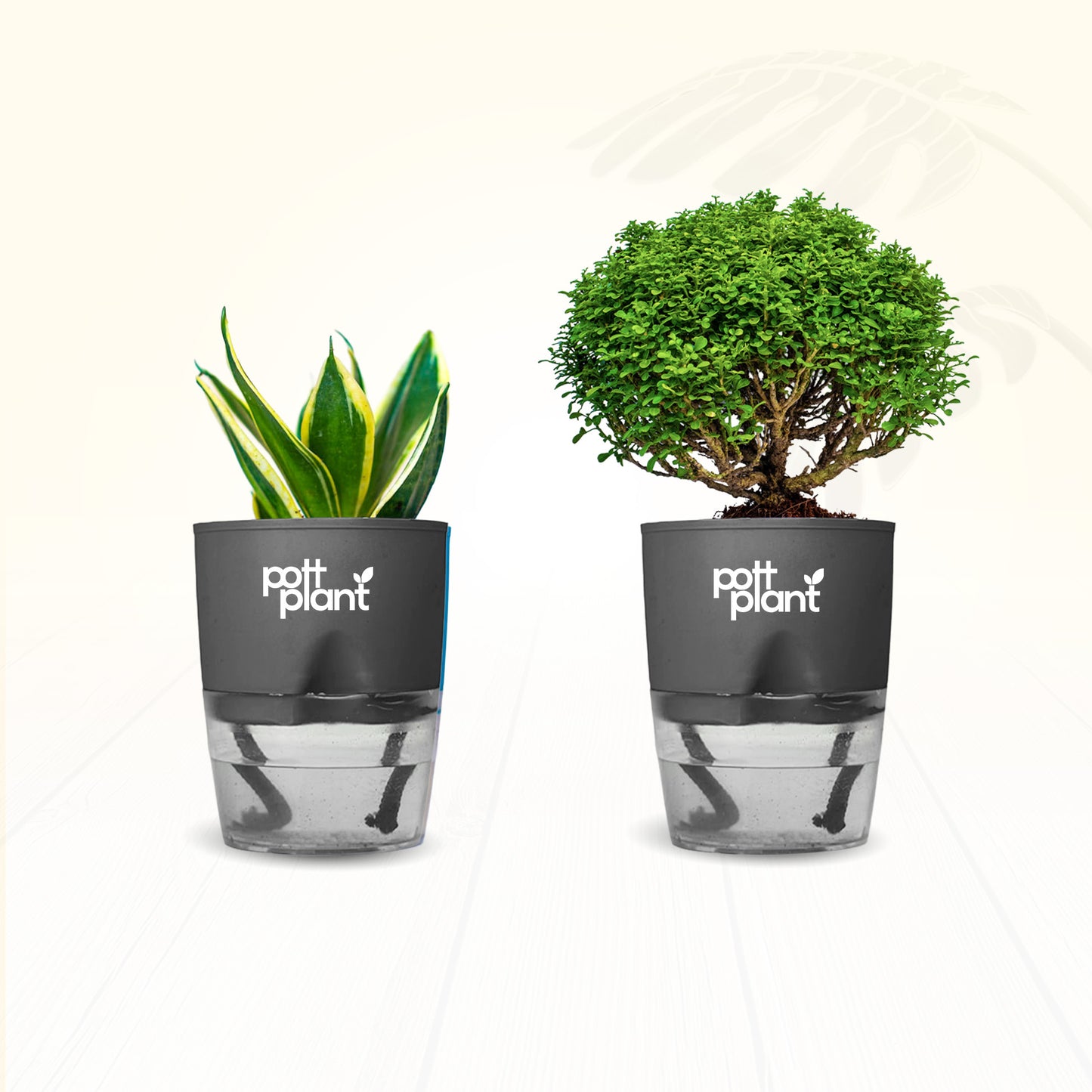 Table Kamini Plant Combo – Table Kamini & Snake Plant with Self Watering Pot | PottPlant
