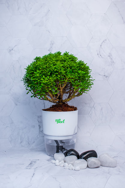 Table Kamini Plant with Self Watering Pot – Zero Worry Indoor Plant | PottPlant