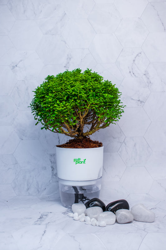 Table Kamini Plant with Self Watering Pot – Zero Worry Indoor Plant | PottPlant