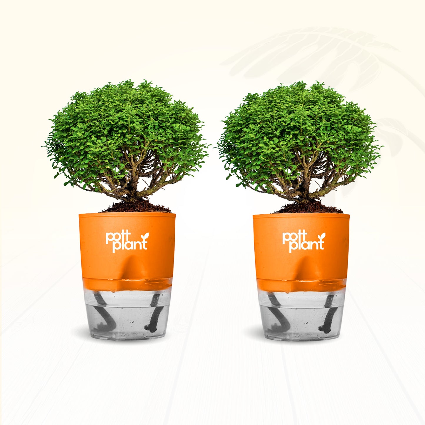 Table Kamini Plant Combo of 2 with Self Watering Pot – PottPlant