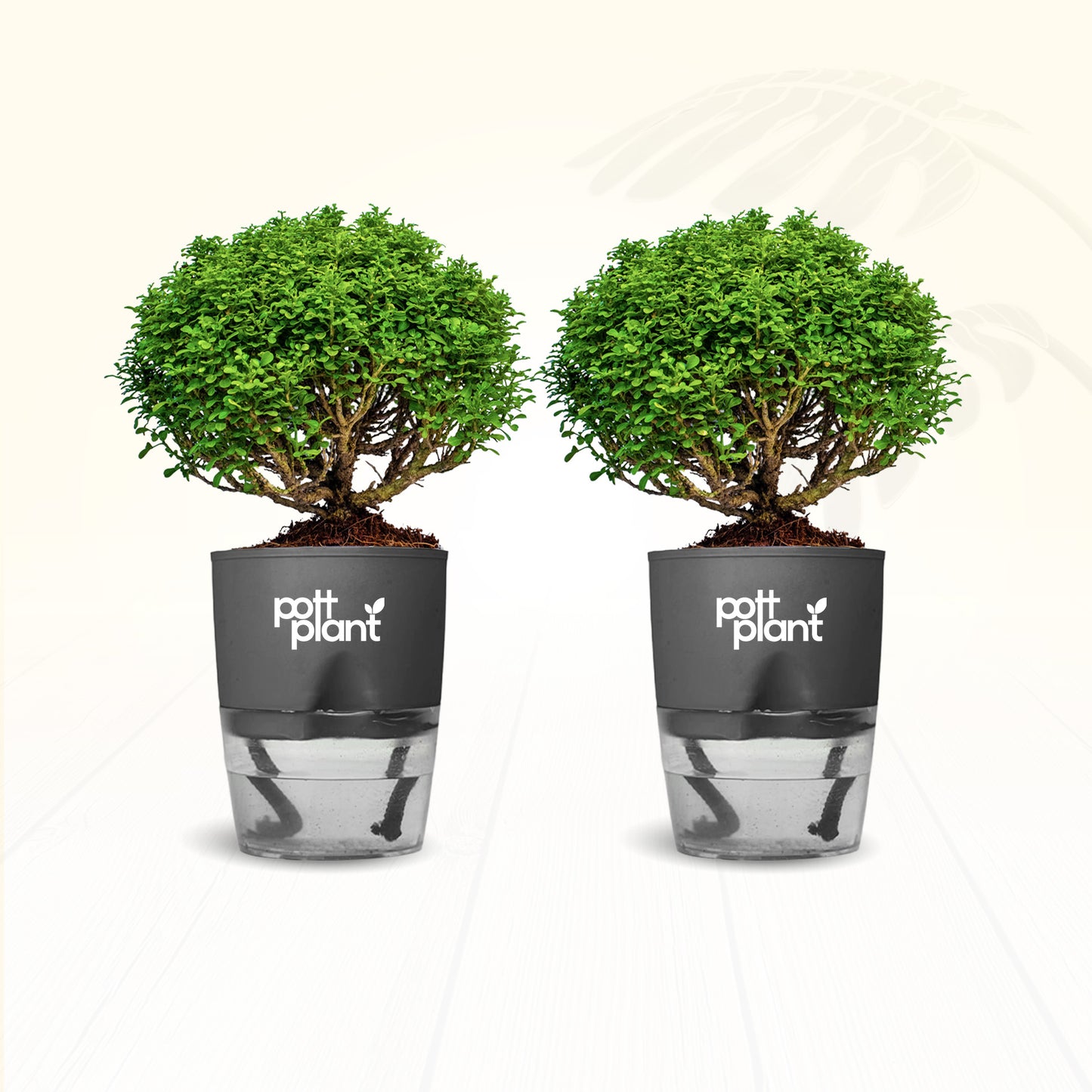 Table Kamini Plant Combo of 2 with Self Watering Pot – PottPlant