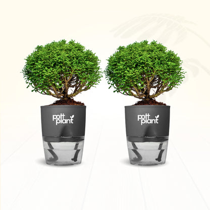 Table Kamini Plant Combo of 2 with Self Watering Pot – PottPlant