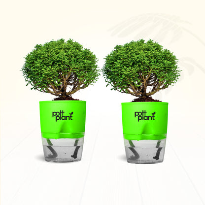 Table Kamini Plant Combo of 2 with Self Watering Pot – PottPlant
