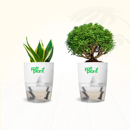 Table Kamini Plant Combo – Table Kamini & Snake Plant with Self Watering Pot | PottPlant