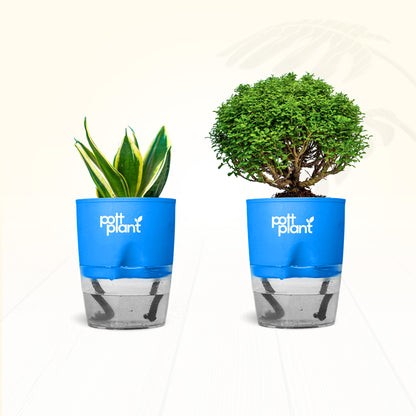 Table Kamini Plant Combo – Table Kamini & Snake Plant with Self Watering Pot | PottPlant