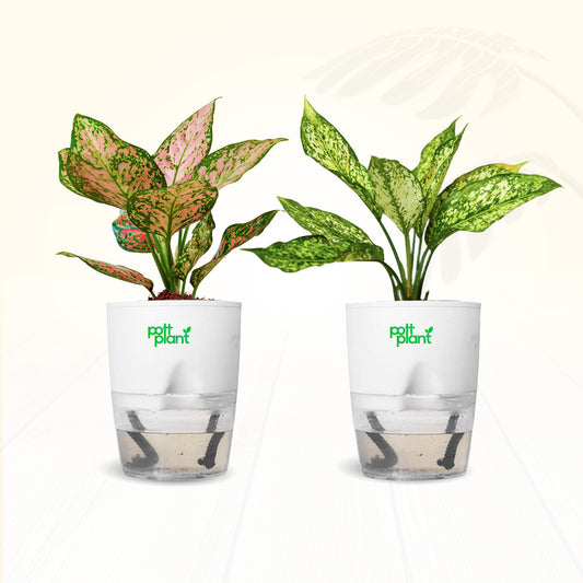 Red Valentine & Snow White Aglaonema Combo | Air Purifying Indoor Plants | Set of 2 Live Plants for Home & Office