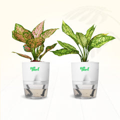 Red Valentine & Snow White Aglaonema Combo | Air Purifying Indoor Plants | Set of 2 Live Plants for Home & Office