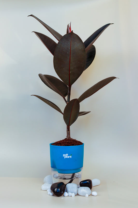 Baby Rubber Plant With Self Watering Pot by PottPlant