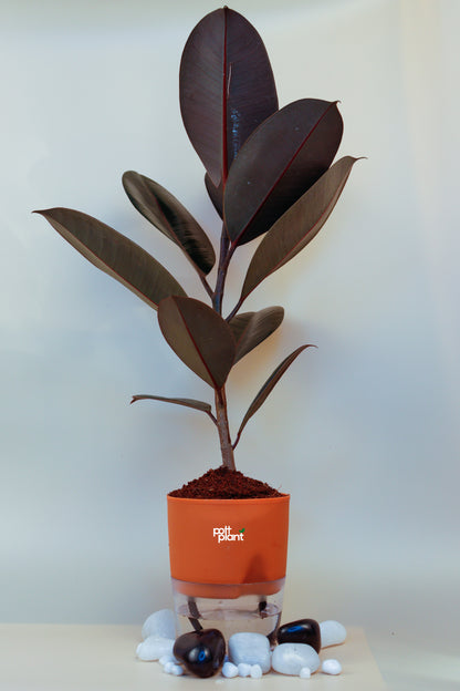 Baby Rubber Plant With Self Watering Pot by PottPlant