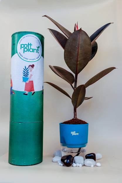 Baby Rubber Plant With Self Watering Pot by PottPlant