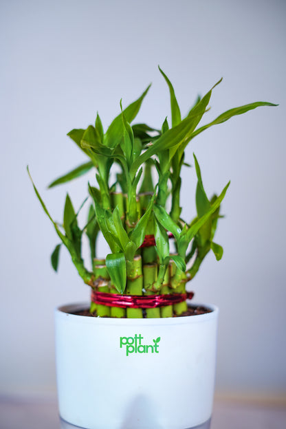 Buy Lucky Bamboo Plant Online India | PottPlant