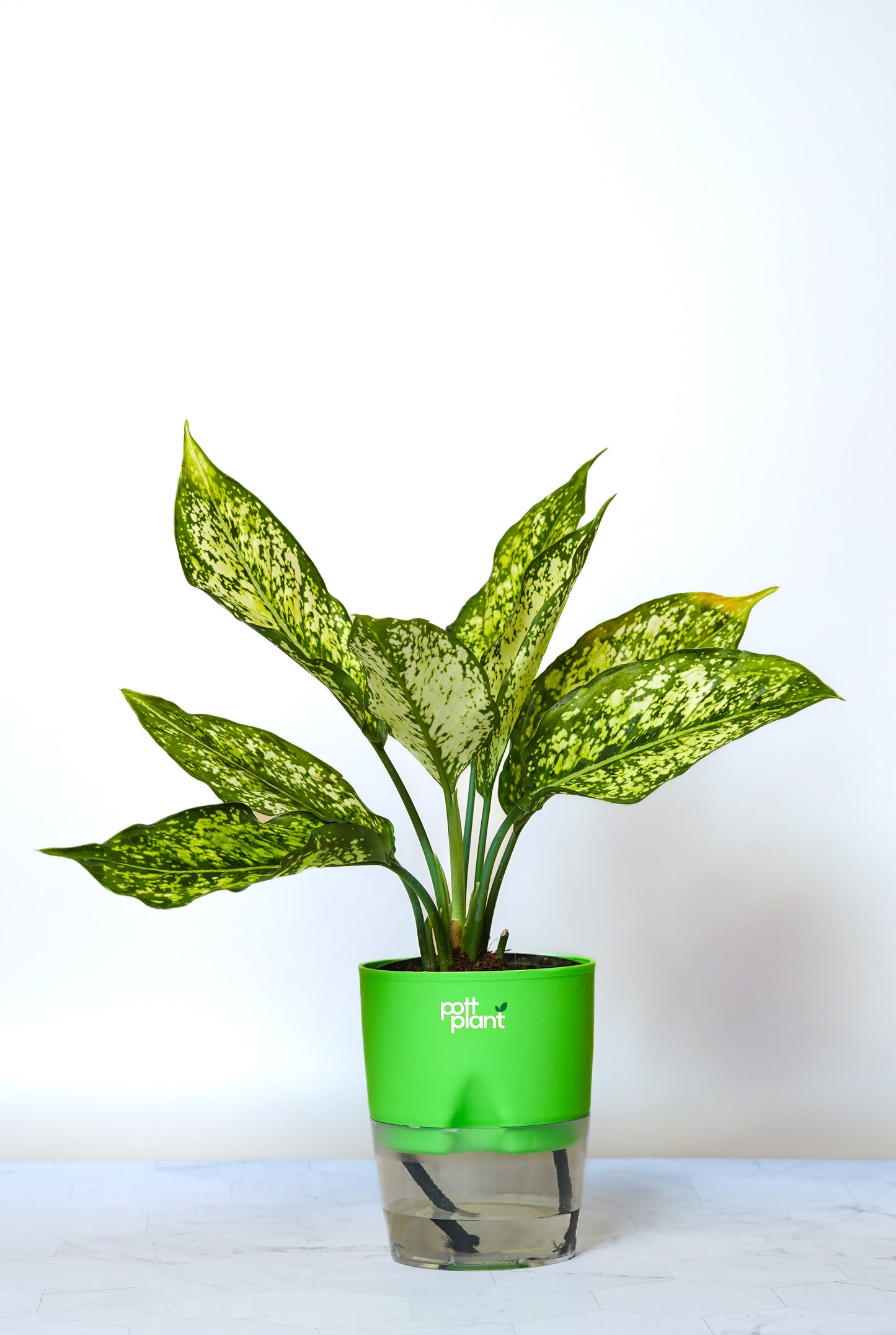 Buy Snow White Aglaonema Plant Online India | PottPlant