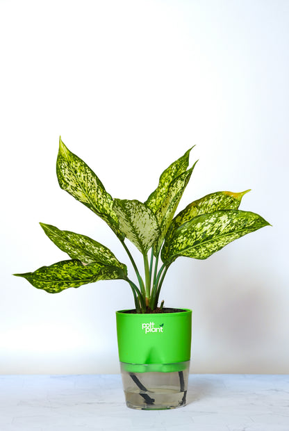 Buy Snow White Aglaonema Plant Online India | PottPlant