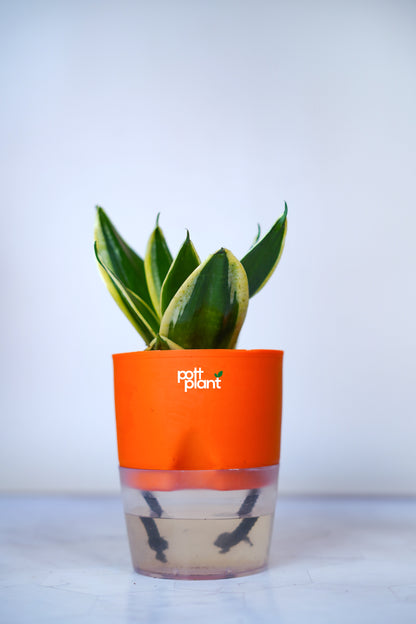 Buy Variegated Snake Plant Baby Online India | PottPlant