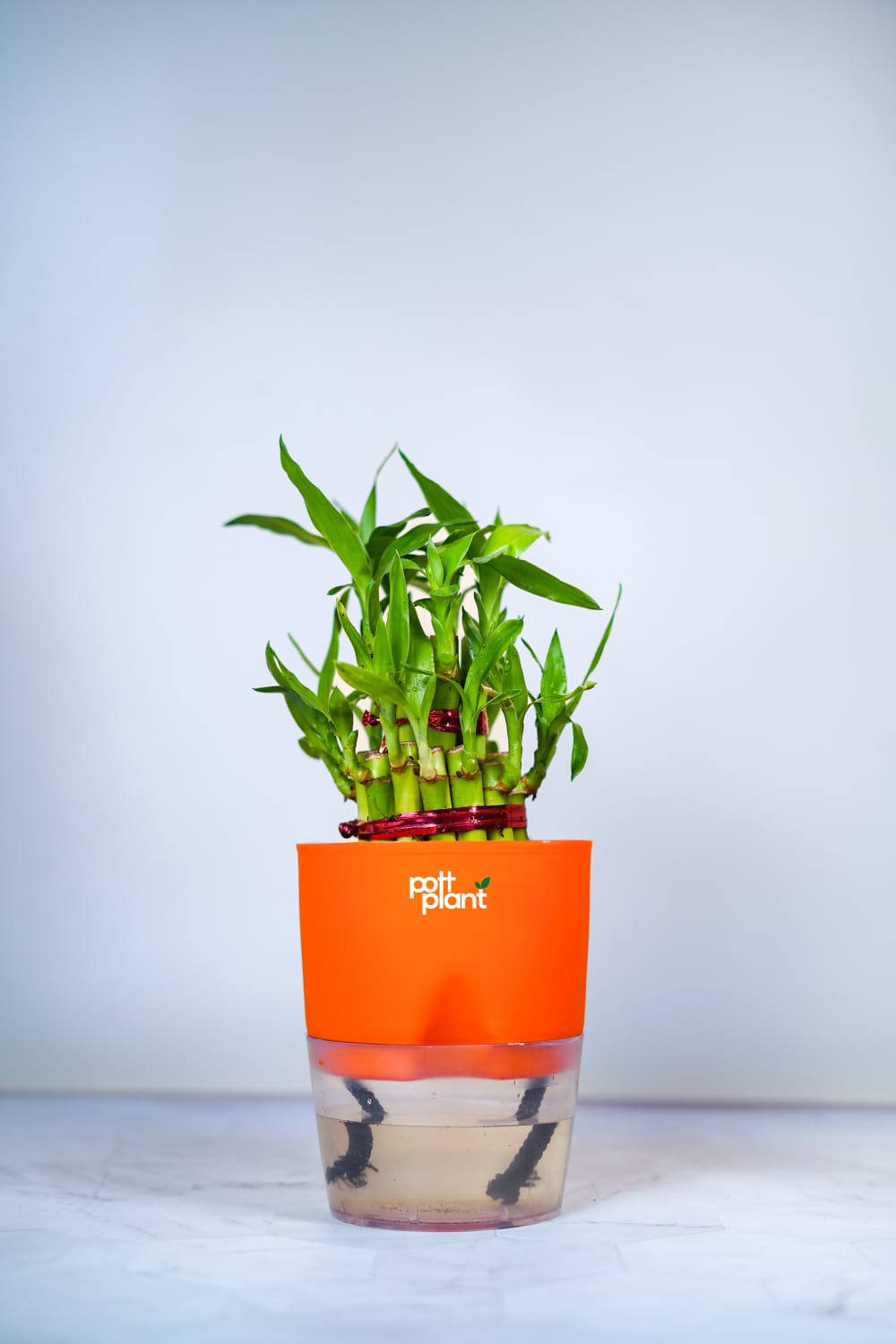 Buy Lucky Bamboo Plant Online India | PottPlant